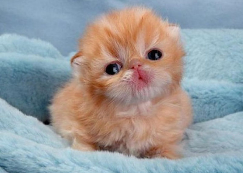 Самые Маленькие Котята В Мире Фото